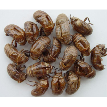Cicadae Periostracum berkualiti tinggi